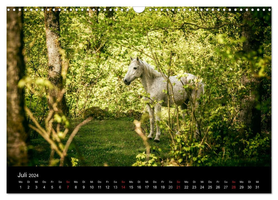 Horse dreams (CALVENDO wall calendar 2024) 