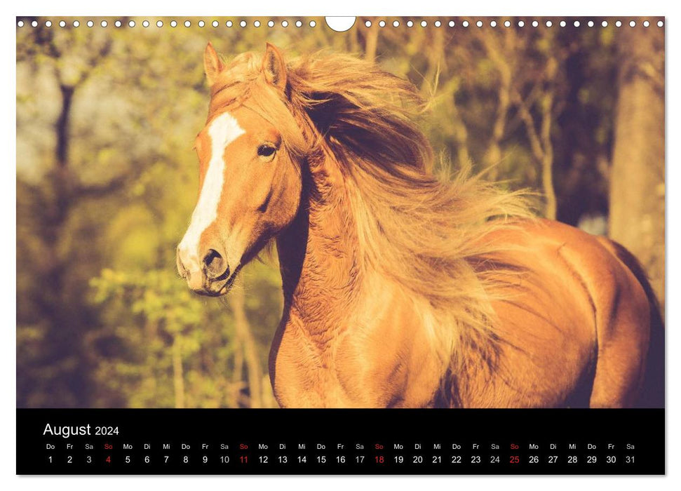 Rêves de chevaux (Calendrier mural CALVENDO 2024) 