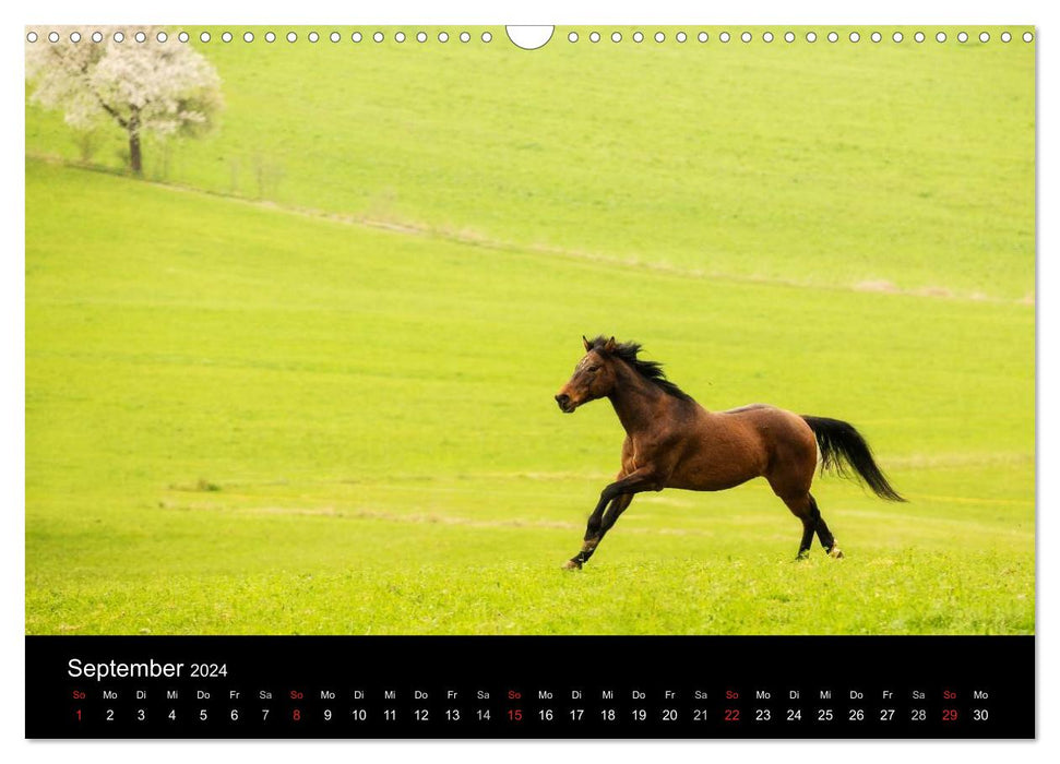 Rêves de chevaux (Calendrier mural CALVENDO 2024) 