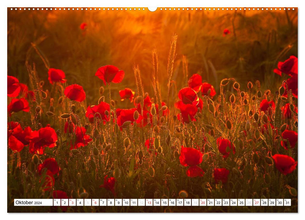 MohnZeit (CALVENDO wall calendar 2024) 