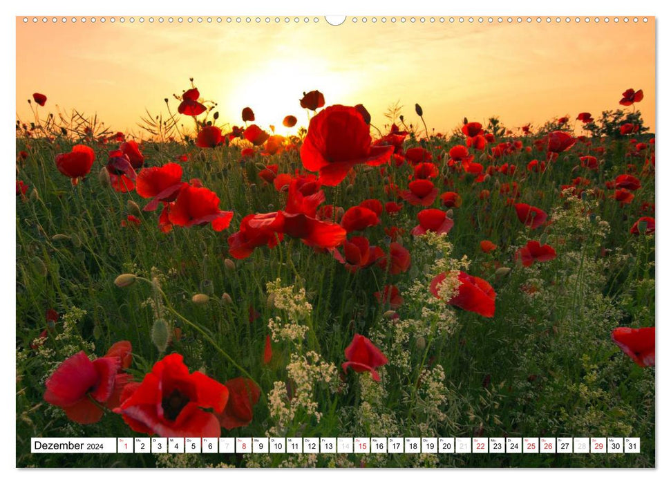 MohnZeit (CALVENDO wall calendar 2024) 