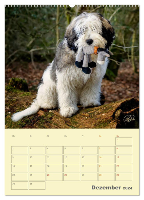 Chiots PON - chaque jour est une grande aventure / Planificateur (Calendrier mural CALVENDO Premium 2024) 