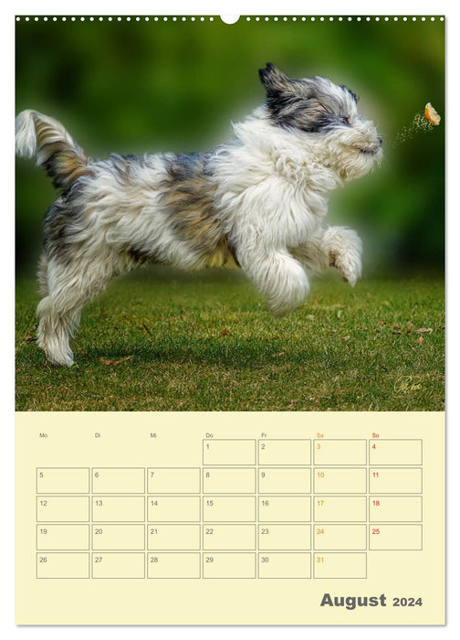 Chiots PON - chaque jour est une grande aventure / Planificateur (Calendrier mural CALVENDO Premium 2024) 