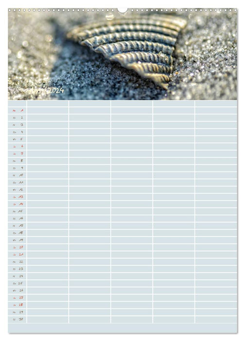 Little sand beauties / family planner (CALVENDO wall calendar 2024) 
