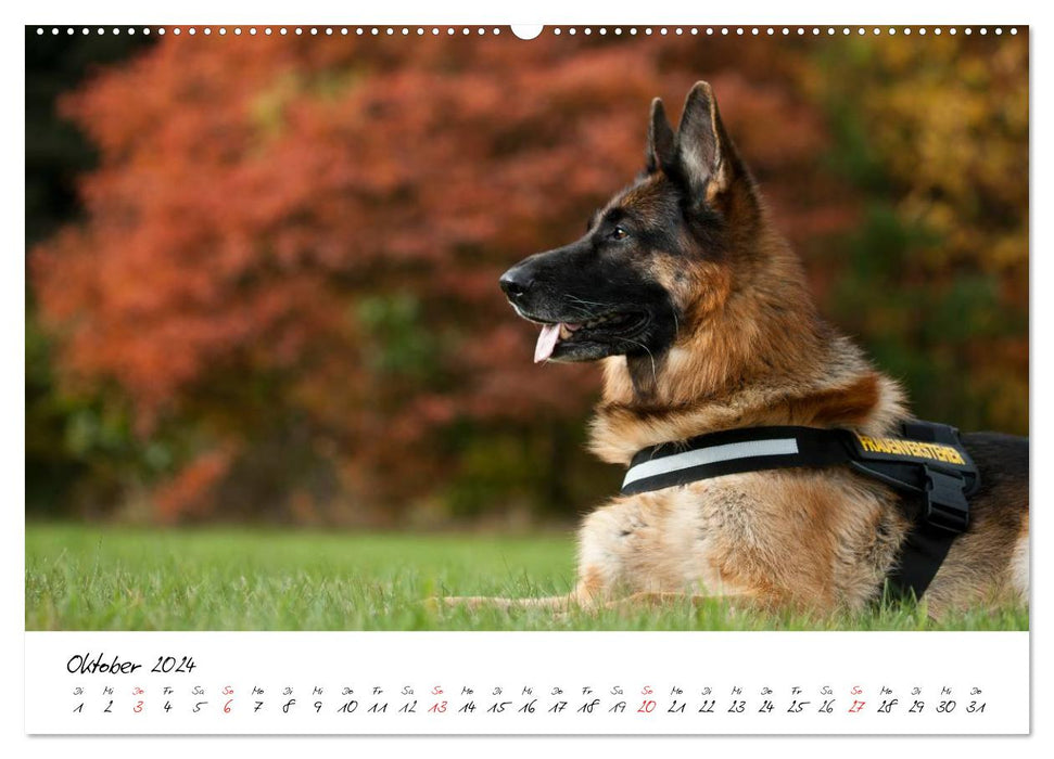 Deutsche Schäferhunde - Liebenswerte Graunasen (CALVENDO Premium Wandkalender 2024)