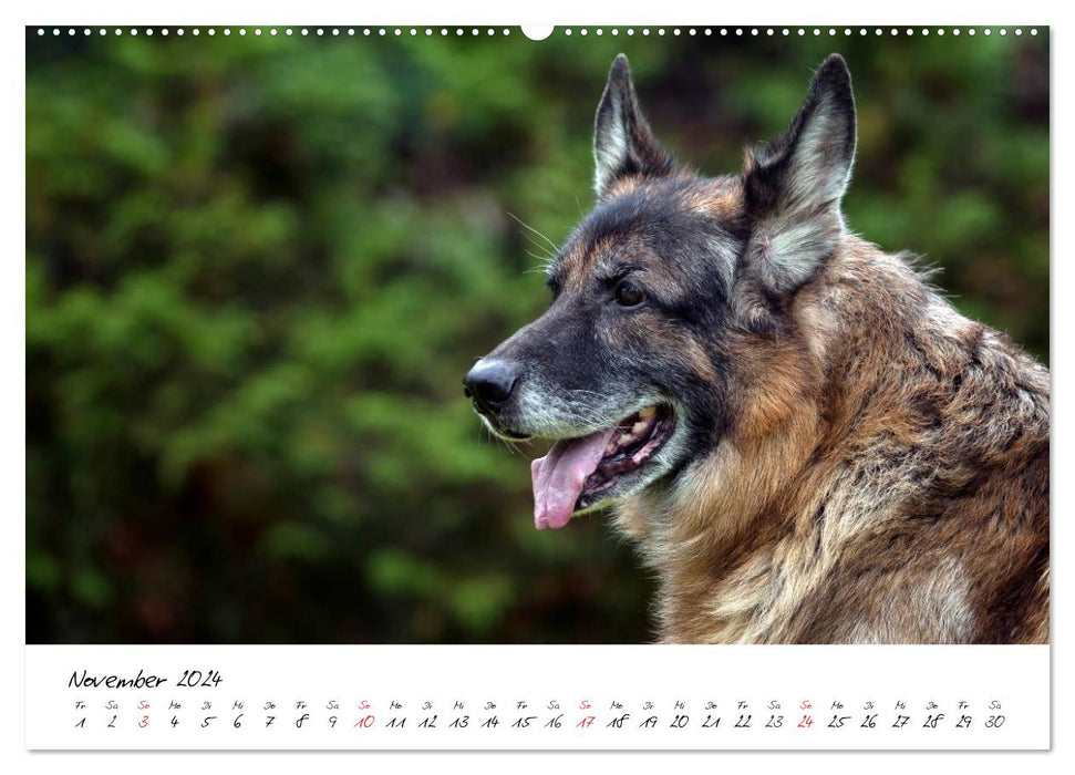 Deutsche Schäferhunde - Liebenswerte Graunasen (CALVENDO Premium Wandkalender 2024)