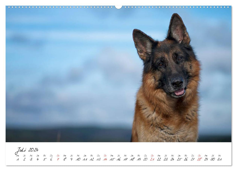 Deutsche Schäferhunde - Liebenswerte Graunasen (CALVENDO Premium Wandkalender 2024)