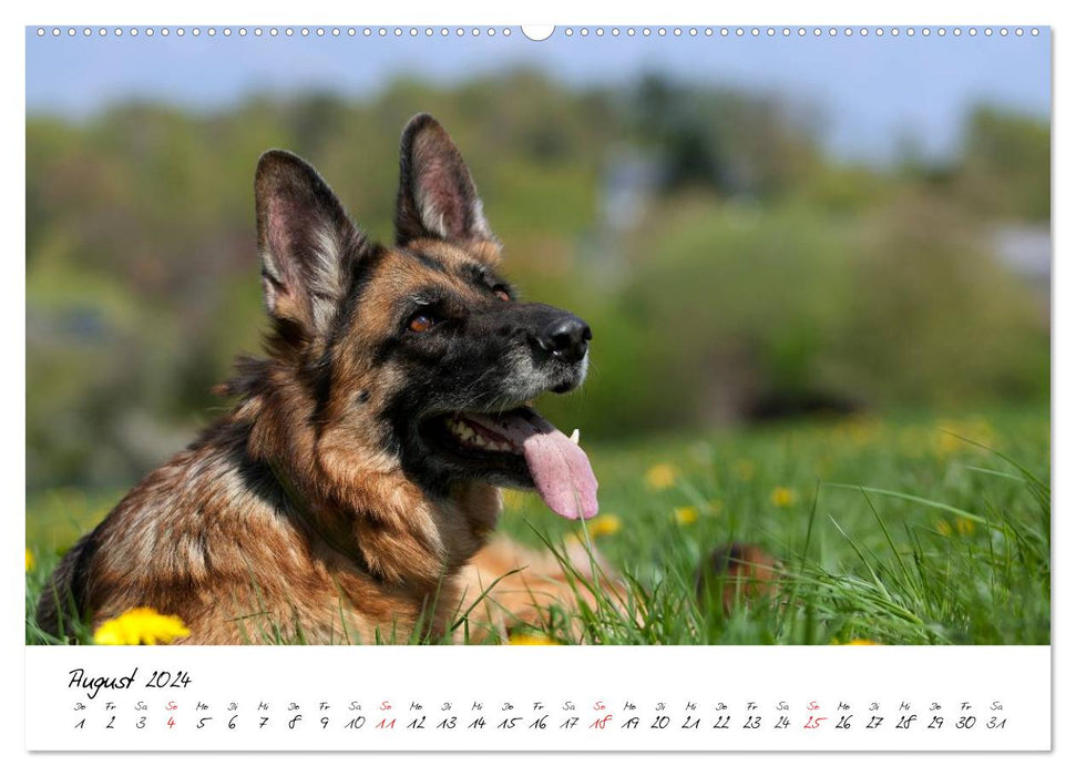 Deutsche Schäferhunde - Liebenswerte Graunasen (CALVENDO Premium Wandkalender 2024)