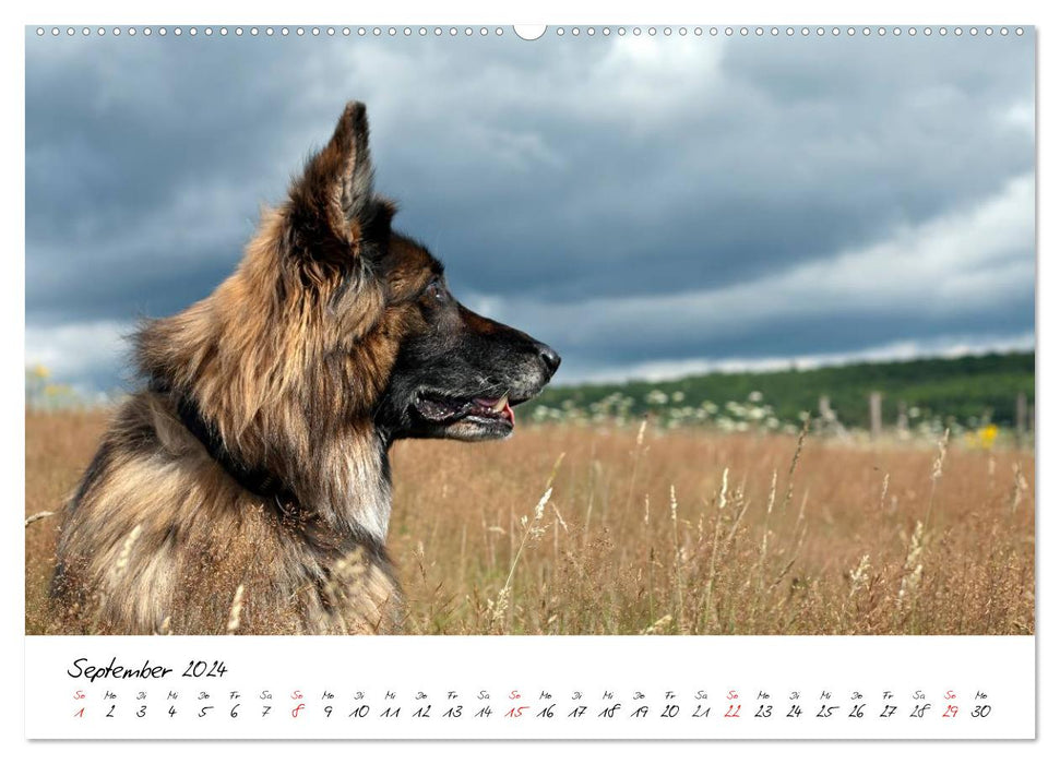 Deutsche Schäferhunde - Liebenswerte Graunasen (CALVENDO Premium Wandkalender 2024)