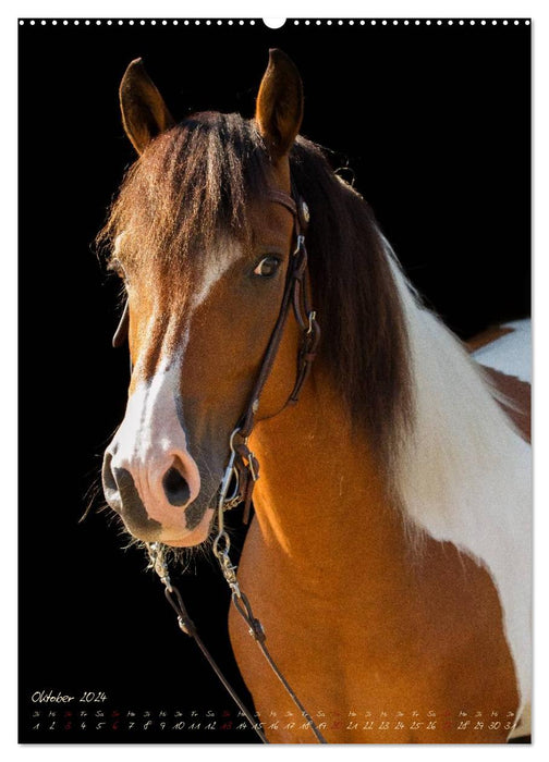 Horses in the portrait (CALVENDO wall calendar 2024) 