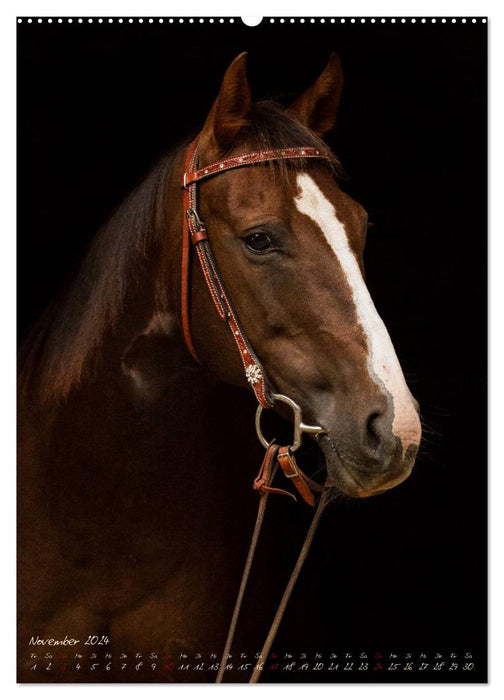 Chevaux dans le portrait (Calendrier mural CALVENDO 2024) 