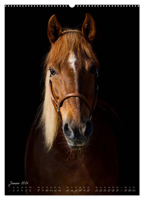 Horses in the portrait (CALVENDO wall calendar 2024) 