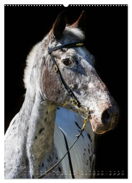 Chevaux dans le portrait (Calendrier mural CALVENDO 2024) 