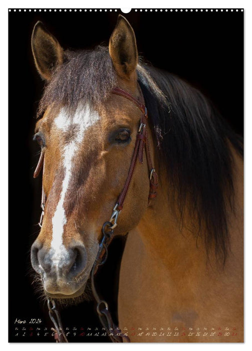 Pferde im Portait (CALVENDO Wandkalender 2024)