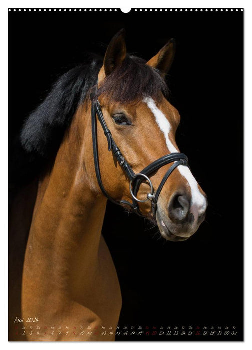 Chevaux dans le portrait (Calendrier mural CALVENDO 2024) 