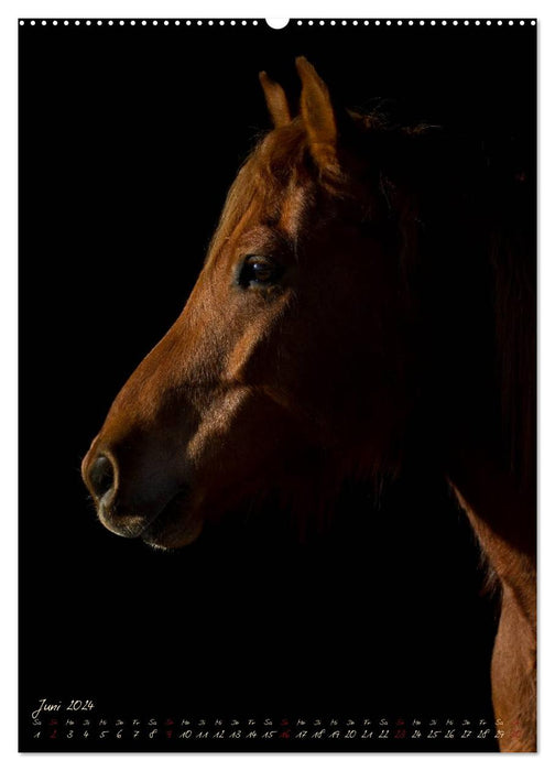 Chevaux dans le portrait (Calendrier mural CALVENDO 2024) 