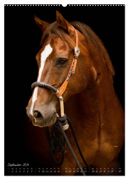 Horses in the portrait (CALVENDO wall calendar 2024) 