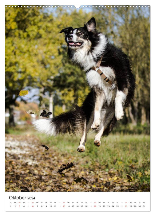 Australian Shepherd – On the road with the Aussie (CALVENDO wall calendar 2024) 