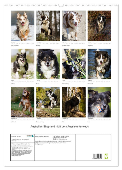 Australian Shepherd – On the road with the Aussie (CALVENDO wall calendar 2024) 