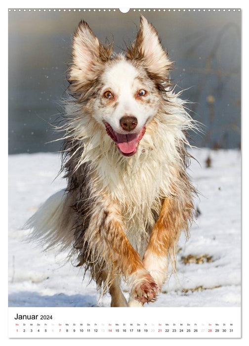 Australian Shepherd – Mit dem Aussie unterwegs (CALVENDO Wandkalender 2024)