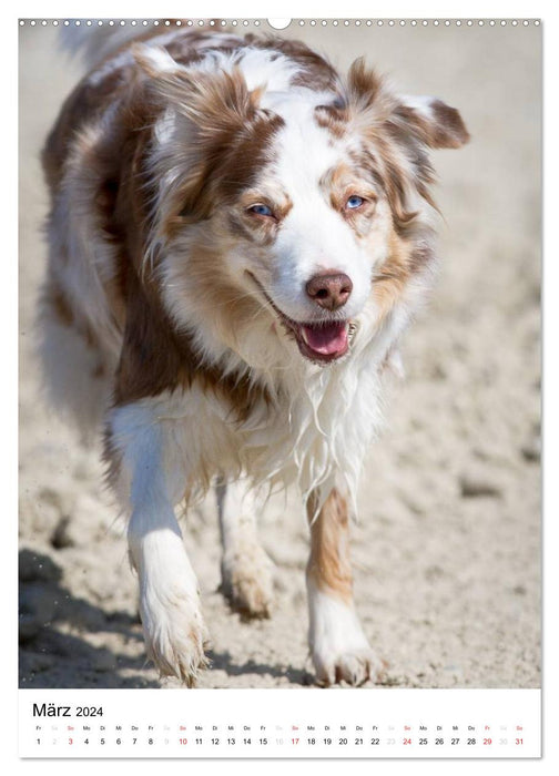 Australian Shepherd – On the road with the Aussie (CALVENDO wall calendar 2024) 