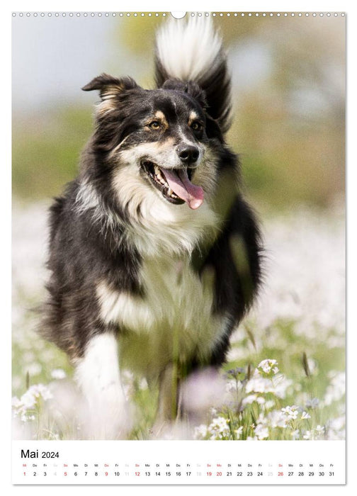 Australian Shepherd – On the road with the Aussie (CALVENDO wall calendar 2024) 