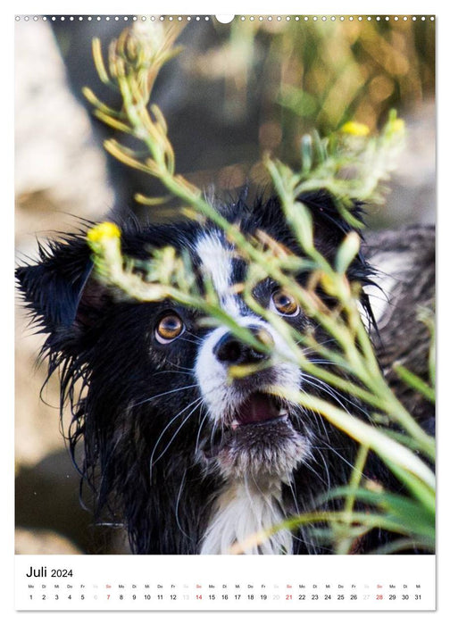 Australian Shepherd – Mit dem Aussie unterwegs (CALVENDO Wandkalender 2024)