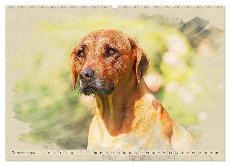 Rhodesian Ridgeback 2024 (CALVENDO wall calendar 2024) 