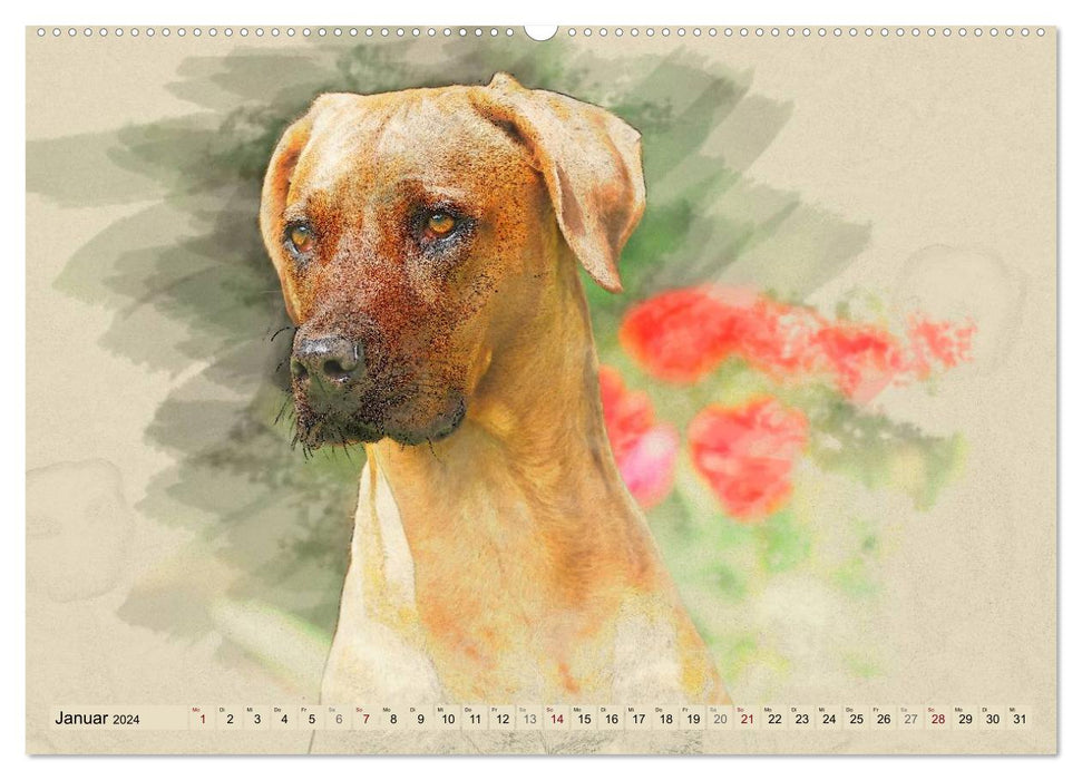 Rhodesian Ridgeback 2024 (CALVENDO wall calendar 2024) 