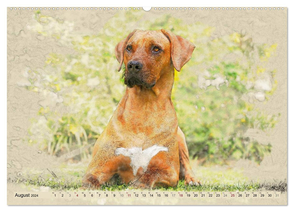 Rhodesian Ridgeback 2024 (CALVENDO wall calendar 2024) 