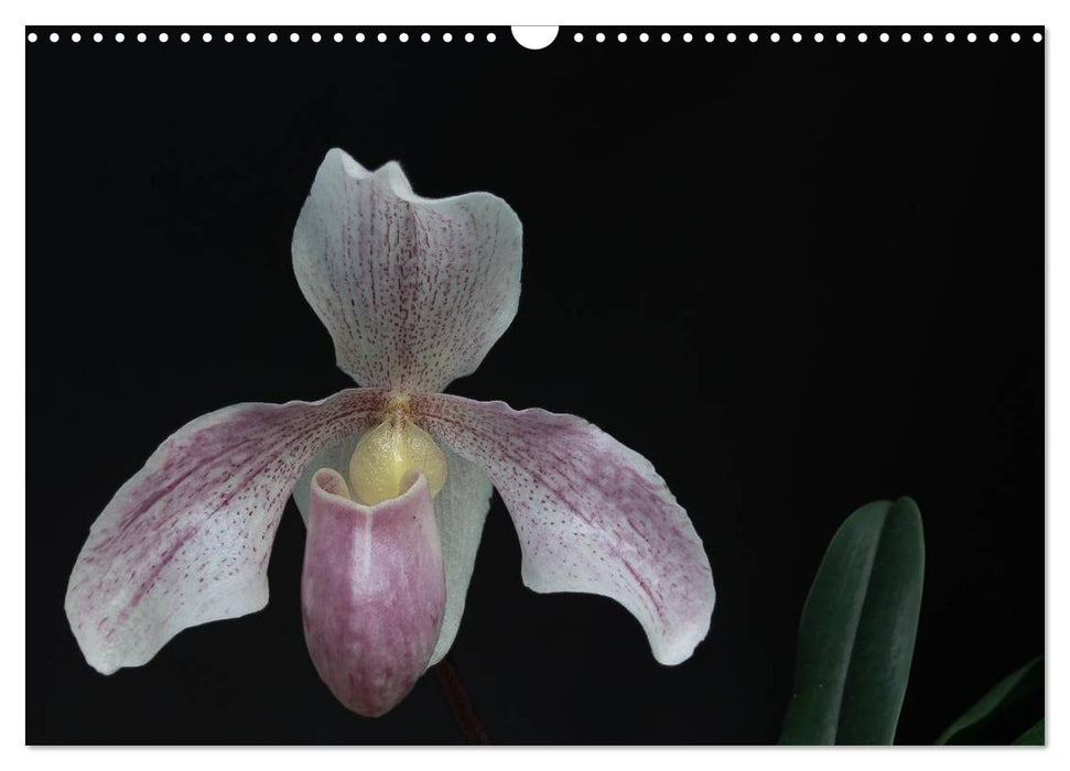 Lady's shoes - the most beautiful orchids in the world (CALVENDO wall calendar 2024) 