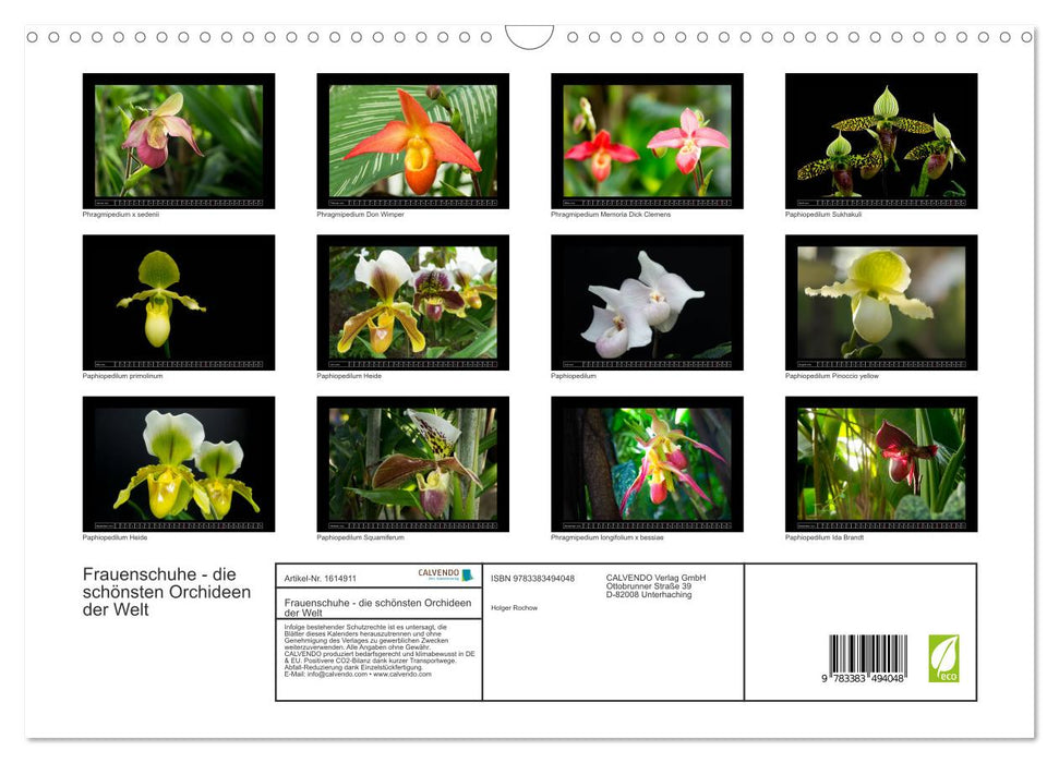 Lady's shoes - the most beautiful orchids in the world (CALVENDO wall calendar 2024) 