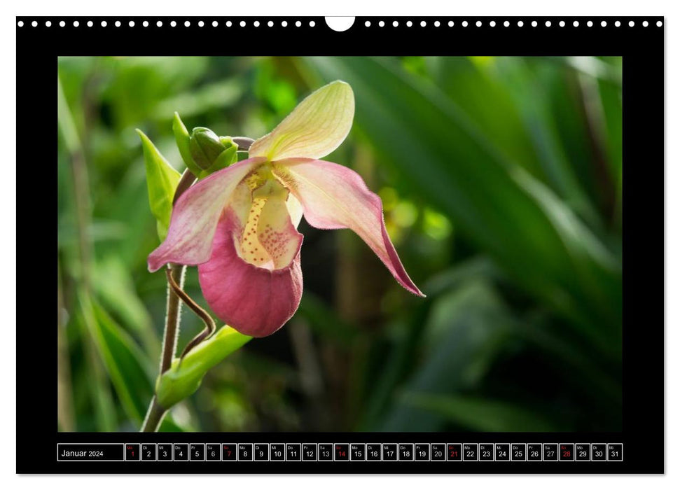 Chaussures de dame - les plus belles orchidées du monde (Calendrier mural CALVENDO 2024) 