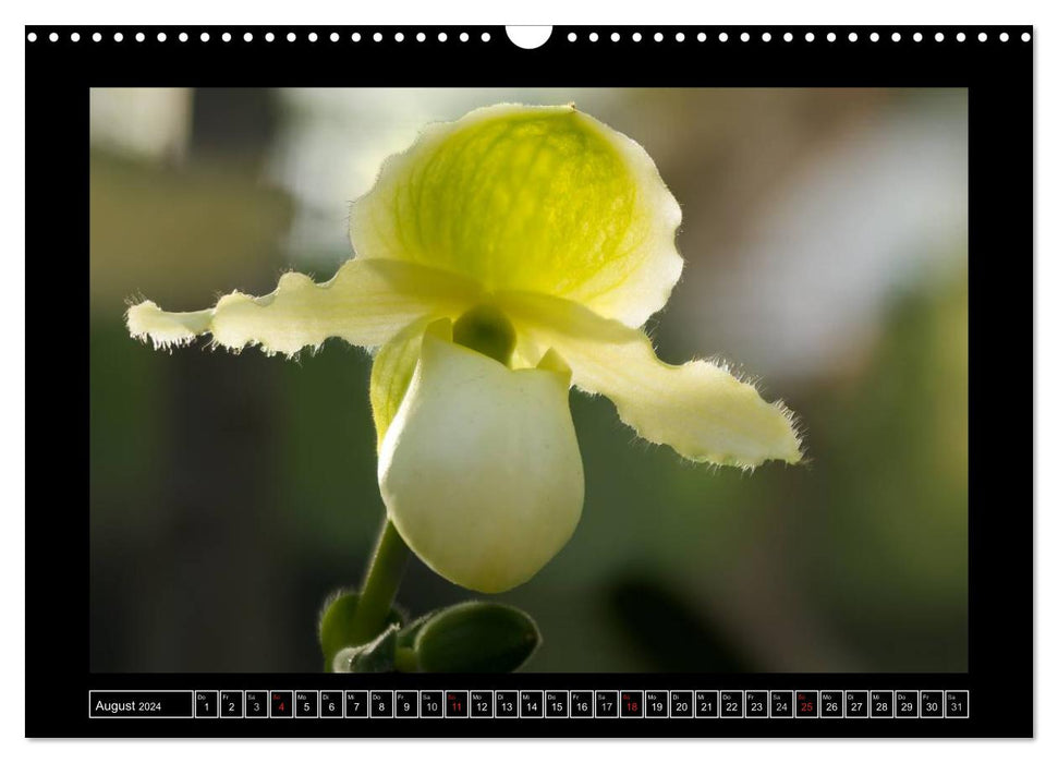 Lady's shoes - the most beautiful orchids in the world (CALVENDO wall calendar 2024) 