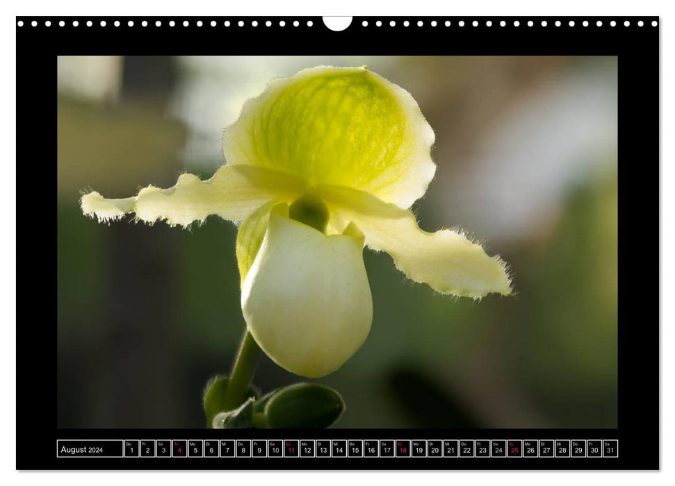 Frauenschuhe - die schönsten Orchideen der Welt (CALVENDO Wandkalender 2024)