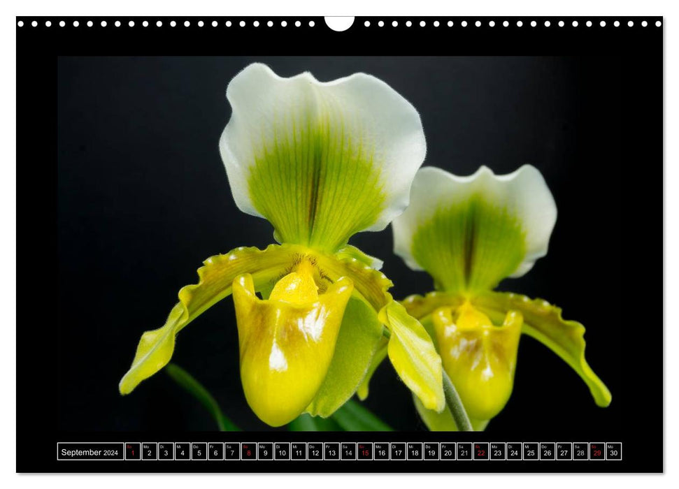 Chaussures de dame - les plus belles orchidées du monde (Calendrier mural CALVENDO 2024) 