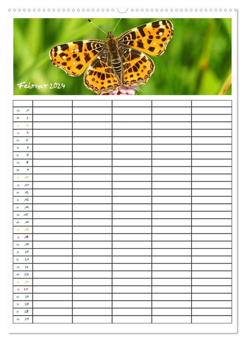 Schmetterlinge: Filigrane Flieger / Familienkalender (CALVENDO Premium Wandkalender 2024)