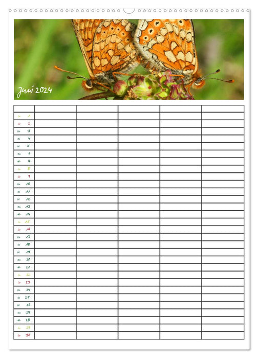 Schmetterlinge: Filigrane Flieger / Familienkalender (CALVENDO Premium Wandkalender 2024)