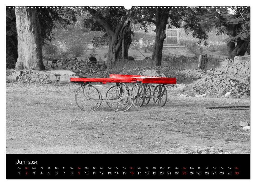 Blickfang in Rot (CALVENDO Wandkalender 2024)