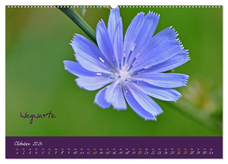 Medicinal herb calendar (CALVENDO wall calendar 2024) 