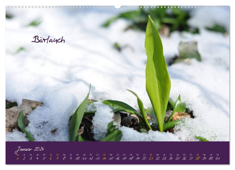 Medicinal herb calendar (CALVENDO wall calendar 2024) 