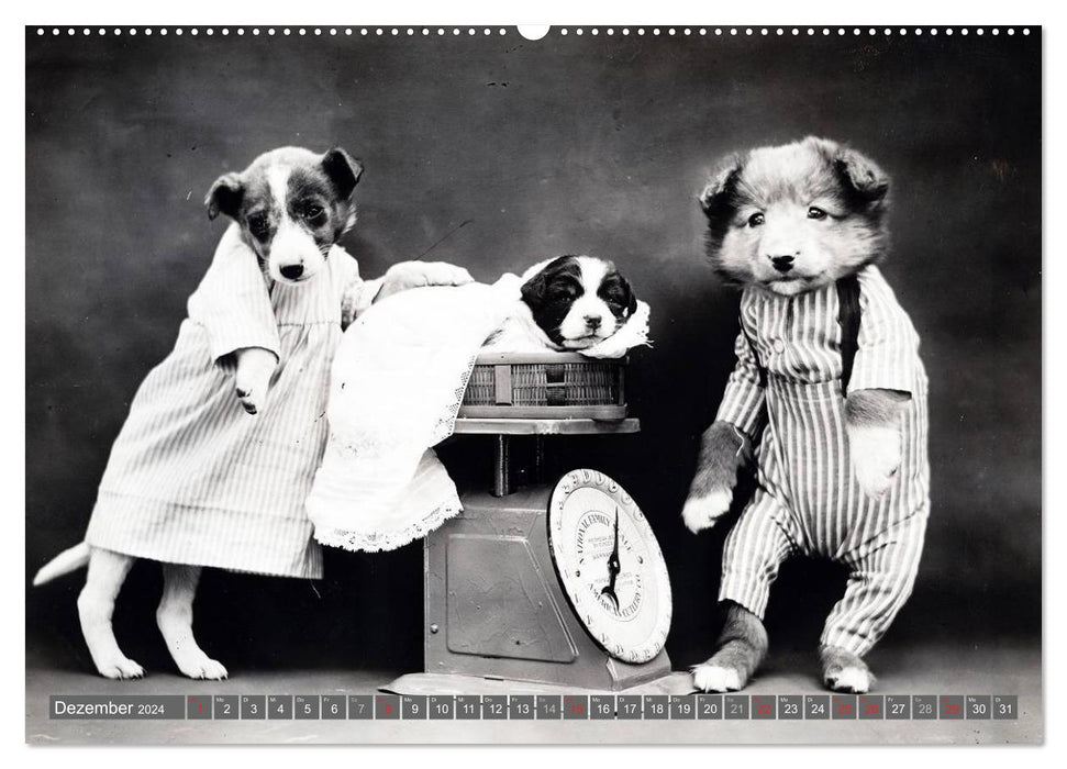 Hunde und Katzen - Nostalgie im Kuschelfell (CALVENDO Premium Wandkalender 2024)