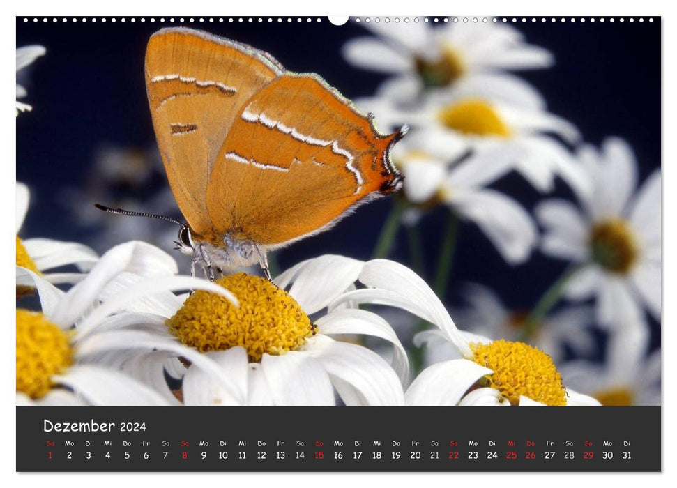 Beautiful butterflies (CALVENDO wall calendar 2024) 