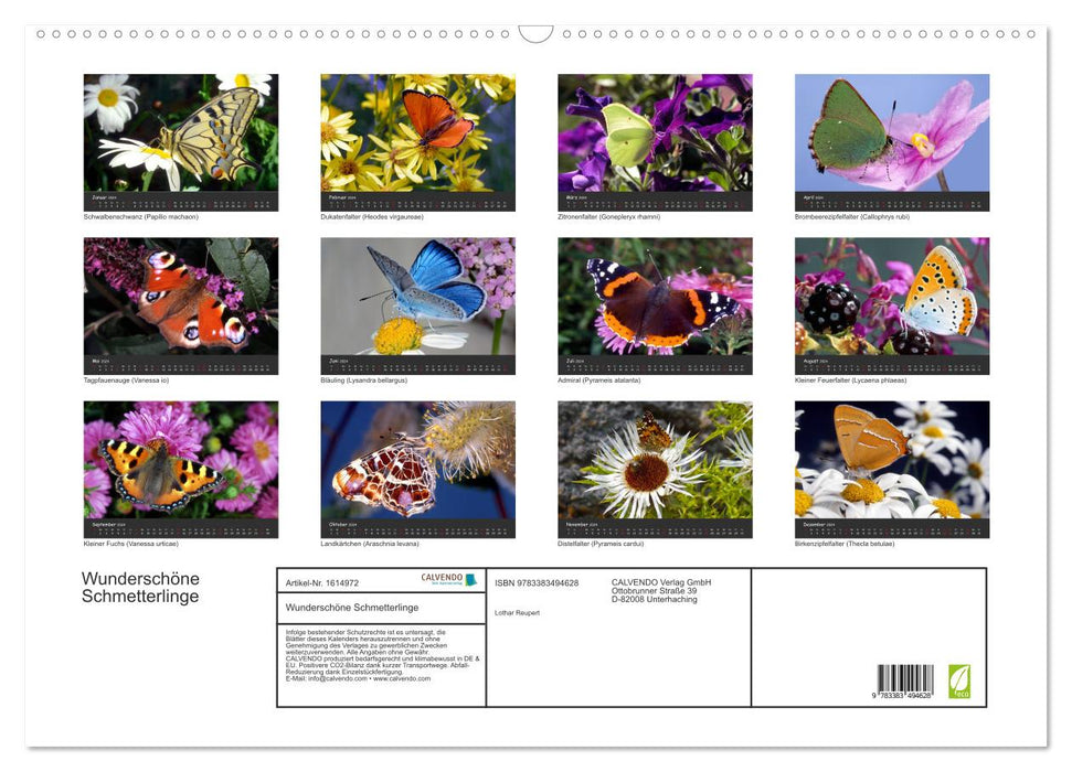 Beautiful butterflies (CALVENDO wall calendar 2024) 