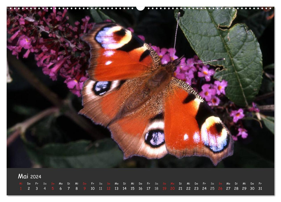 Wunderschöne Schmetterlinge (CALVENDO Wandkalender 2024)
