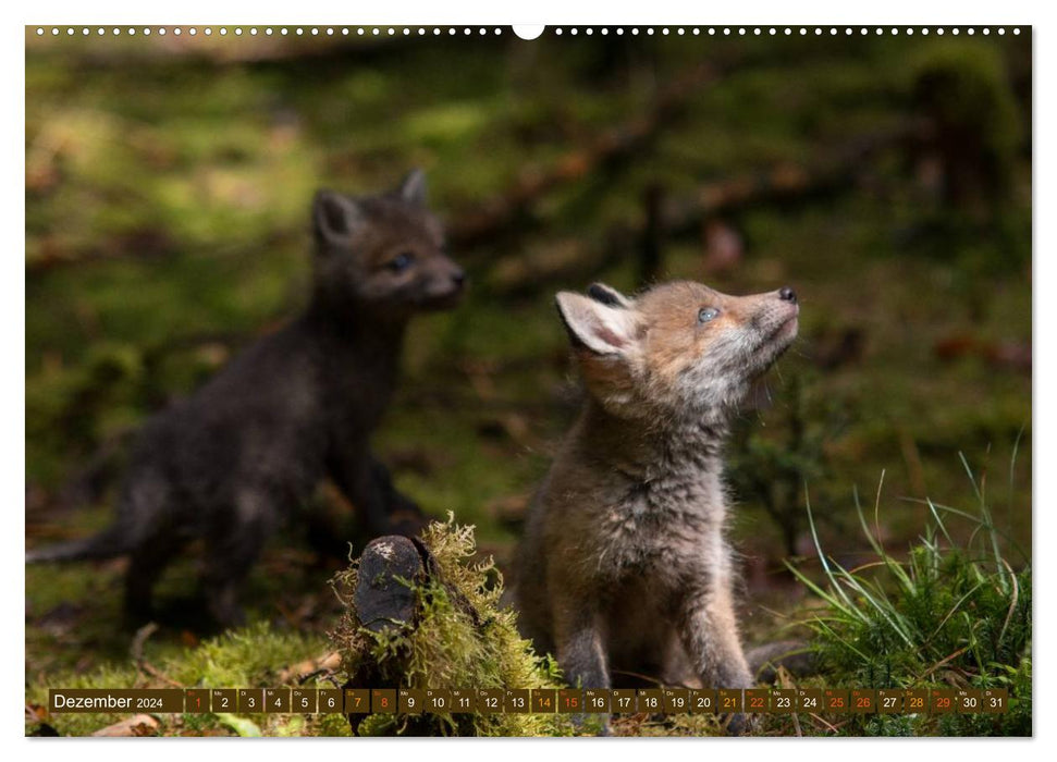 With the young foxes (CALVENDO wall calendar 2024) 