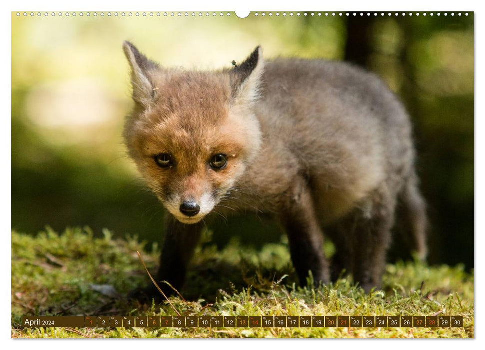 With the young foxes (CALVENDO wall calendar 2024) 