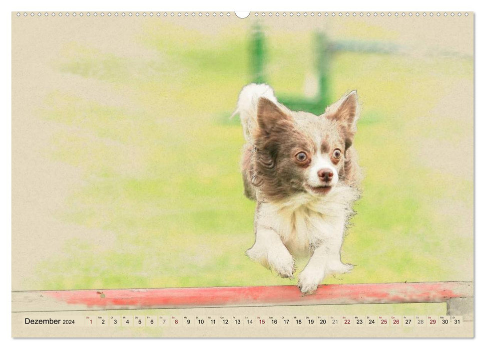 Chihuahuas 2024 (CALVENDO wall calendar 2024) 