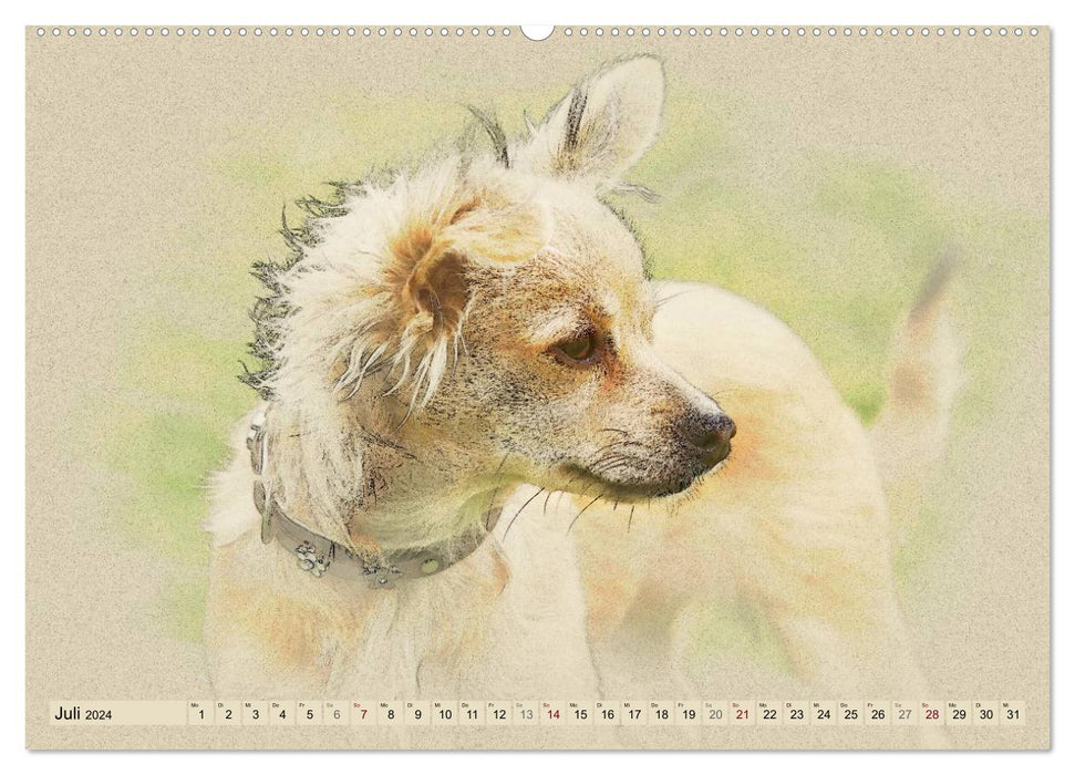Chihuahuas 2024 (CALVENDO wall calendar 2024) 