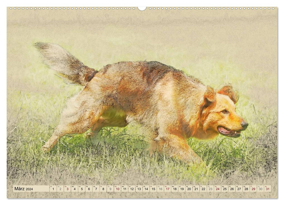 Old German Shepherd Dogs 2024 (CALVENDO Wall Calendar 2024) 